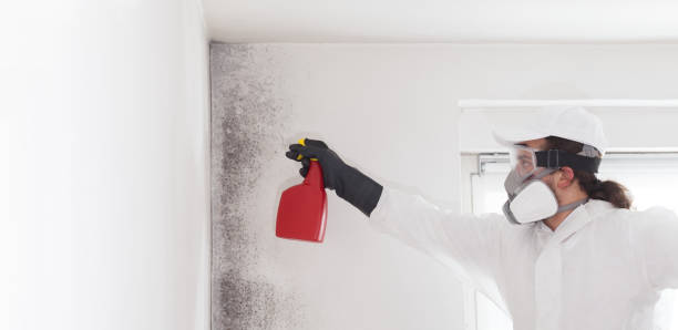 Best DIY Mold Remediation Support Services in Wind Gap, PA